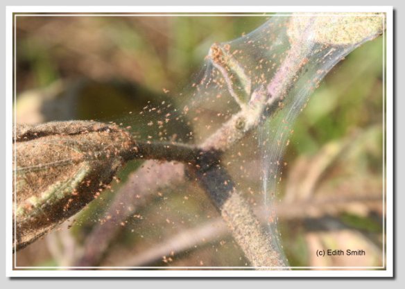 Spidermite webbing and mites on heavily infested tomato plant.